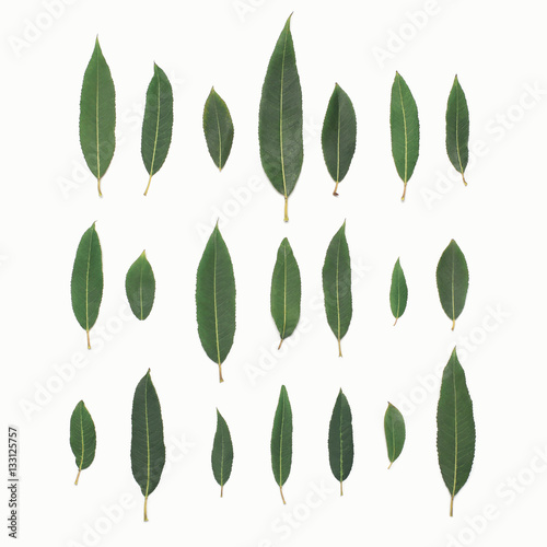 Green leaves plant willow isolated on a white background, top vi