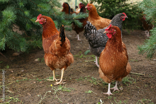 A flock of chickens in the yard of the rural natural breeding