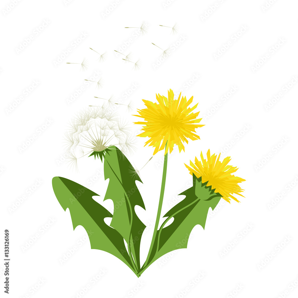 Fototapeta premium Vector illustration dandelions with leaves.