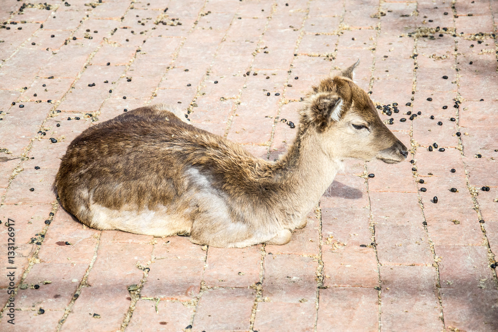 Naklejka premium Fawn