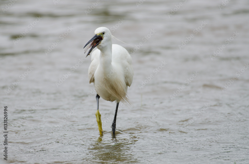 Little egret (Egretta garzetta) caught a fish Little egret (Egretta garzetta) caught a fish