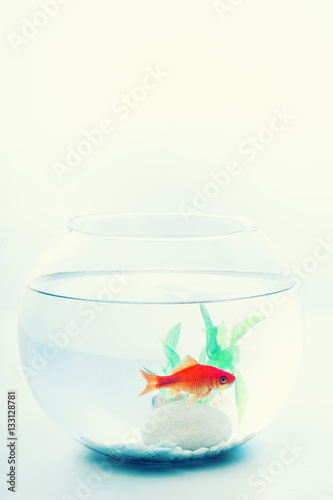  Goldfish in an aquarium isolated on white background
