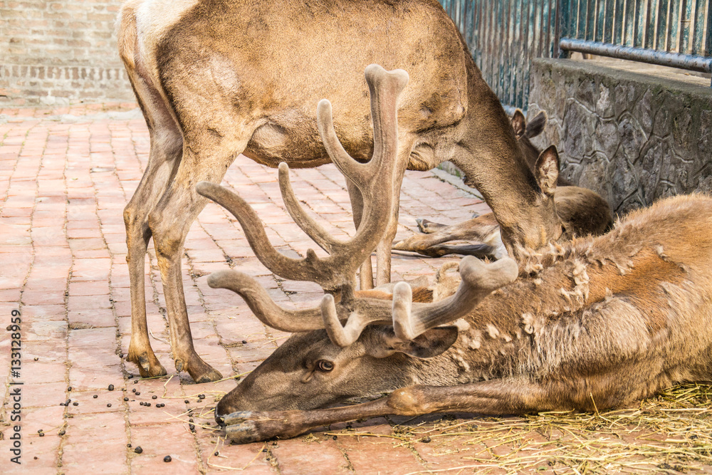 Naklejka premium Deer in zoo