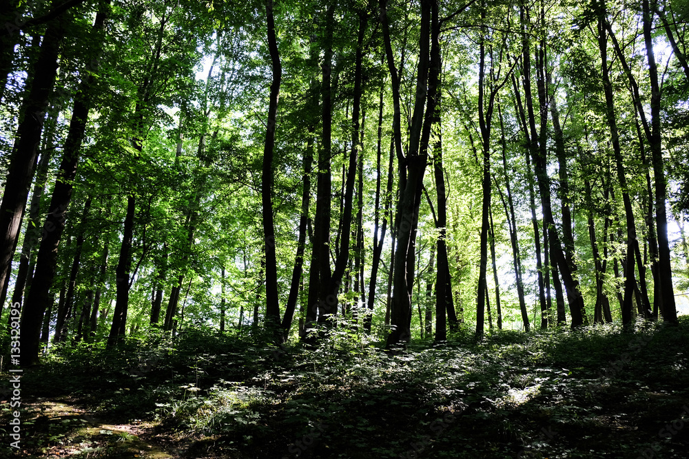Into the wild forest Stock-Foto | Adobe Stock