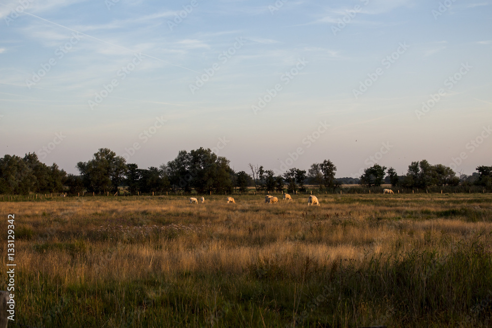 Gras Farm Landscape