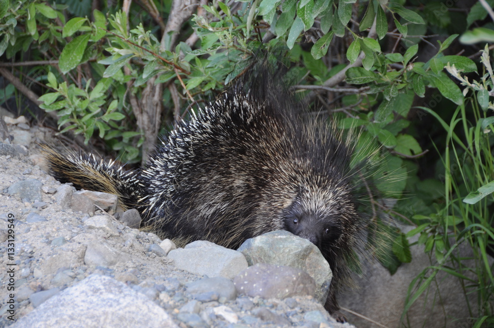 Fototapeta premium Stachelschwein versteckt sich hinter Stein