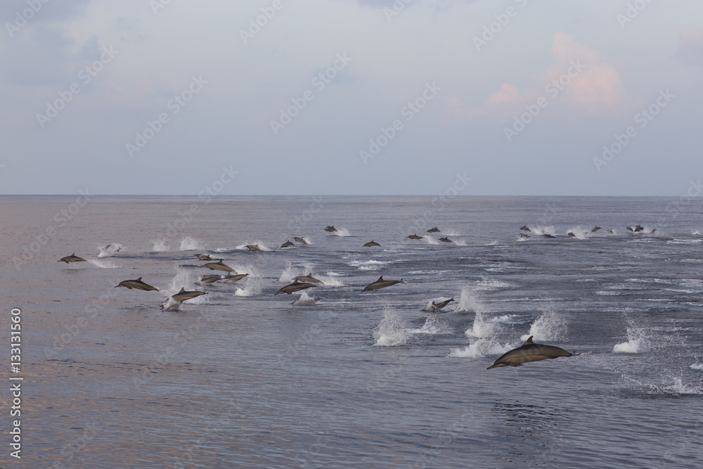 Dolphins are pursuing a flock of fish at sunset. Dolphins are pursuing a flock of fish at sunset.
