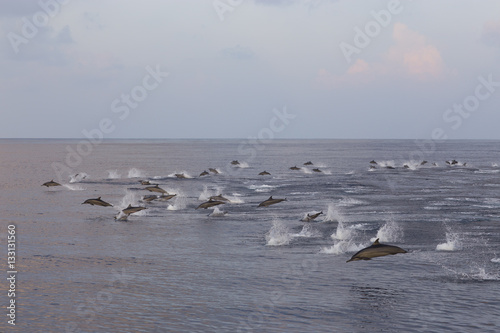 Dolphins are pursuing a flock of fish at sunset.
