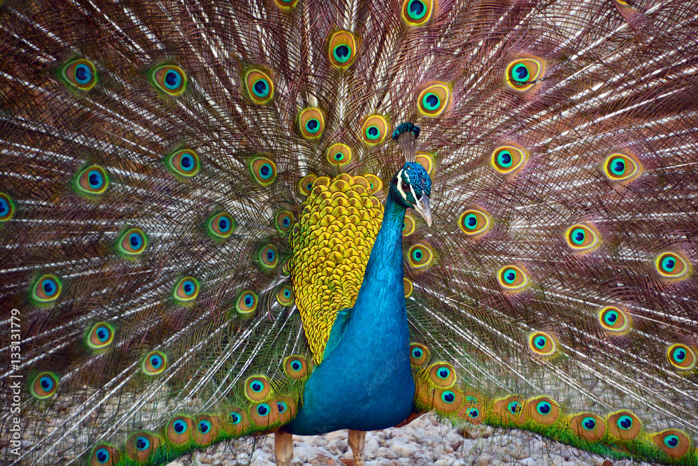 Naklejka premium The peafowl include two Asiatic bird species the blue or Indian peafowl originally of India and Sri Lanka and the green peafowl of Myanmar, Indochina and Java and one African species the Congo peafowl