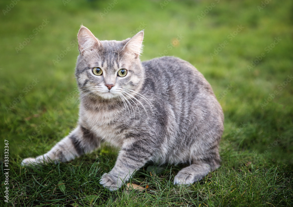 Owner playing with cute cat sitting on green grass outdoors Owner playing with cute cat sitting on green grass outdoors