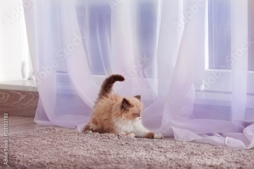 Cute little kitten playing with curtain at home