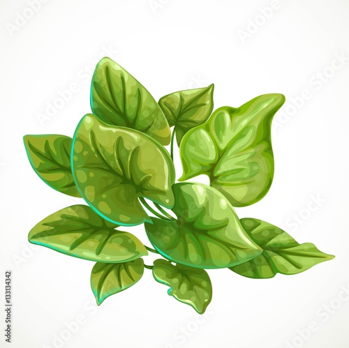 Marine green algae object 1 isolated on white background