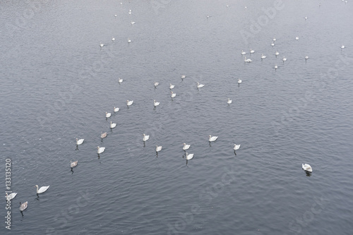 Swans on Vitava river in Prague