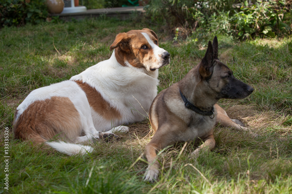 Herdenschutzhund und Altdeutscher Schäferhund Herdenschutzhund und Altdeutscher Schäferhund