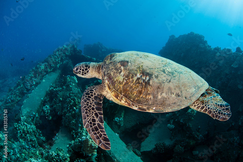 Tartaruga di mare © alicefotografa