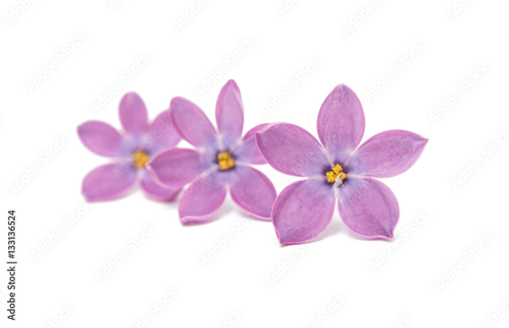 lilac flowers isolated