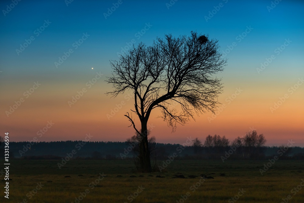 Venus and tree.