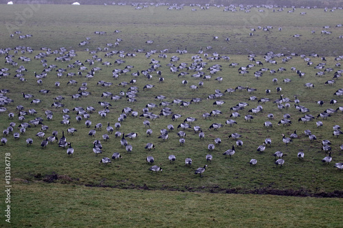 Barnacle goose, Branta leucopsis