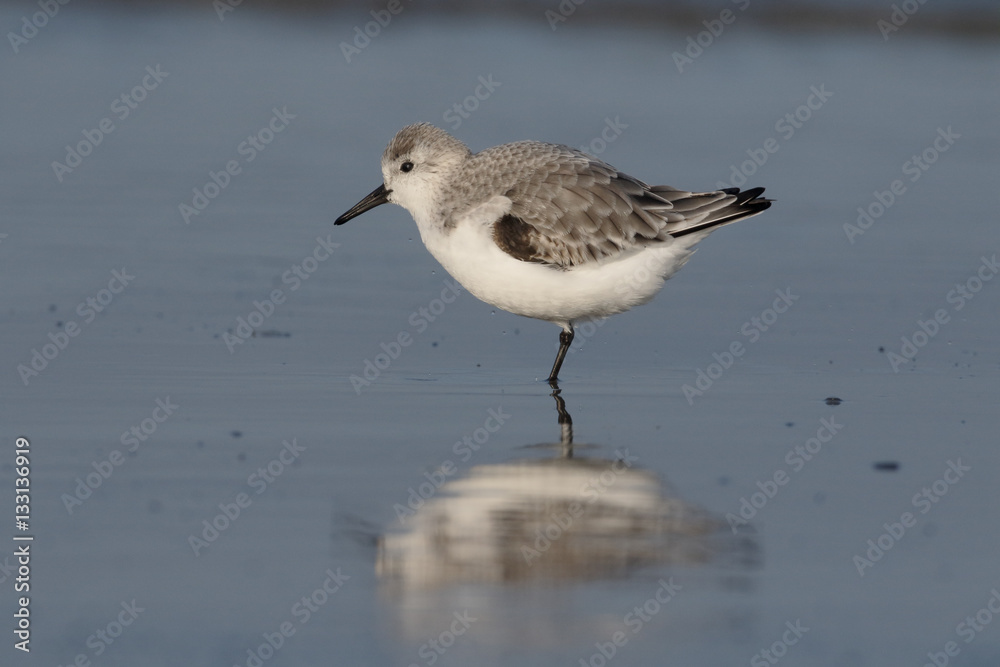 Sanderling, Calidris alba Sanderling, Calidris alba