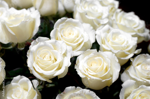 white rose for valentine day