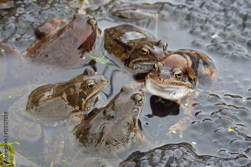 Common Frogs Rana temporaria in garden pond for mating ritual March Norfolk © Ernie
