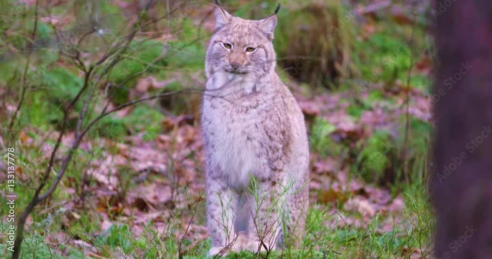 European lynx sits in the heather on the forest floor European lynx sits in the heather on the forest floor
