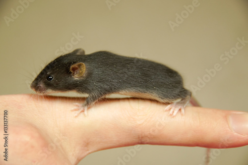 Mała myszka na ręku
