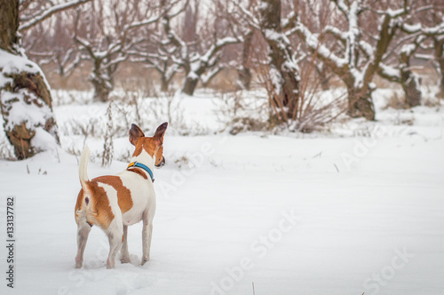 Fototapeta Naklejka Na Ścianę i Meble -  fox terrier a hunting dog on the hunt in the winter