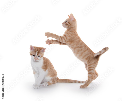 Cute kittens leaping and playing