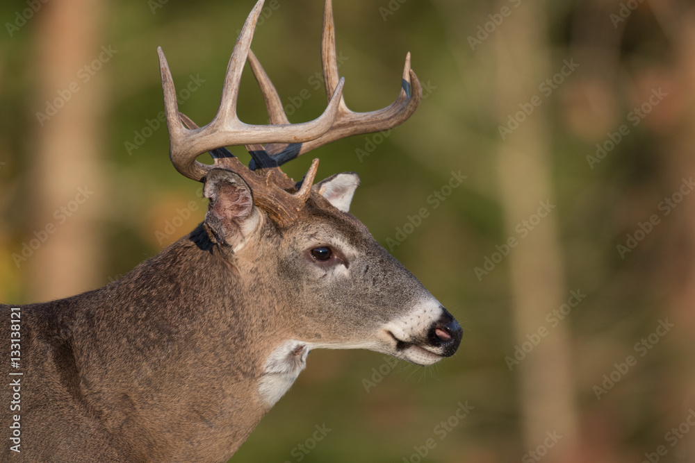 Large white-tailed deer buck in open meadow Large white-tailed deer buck in open meadow