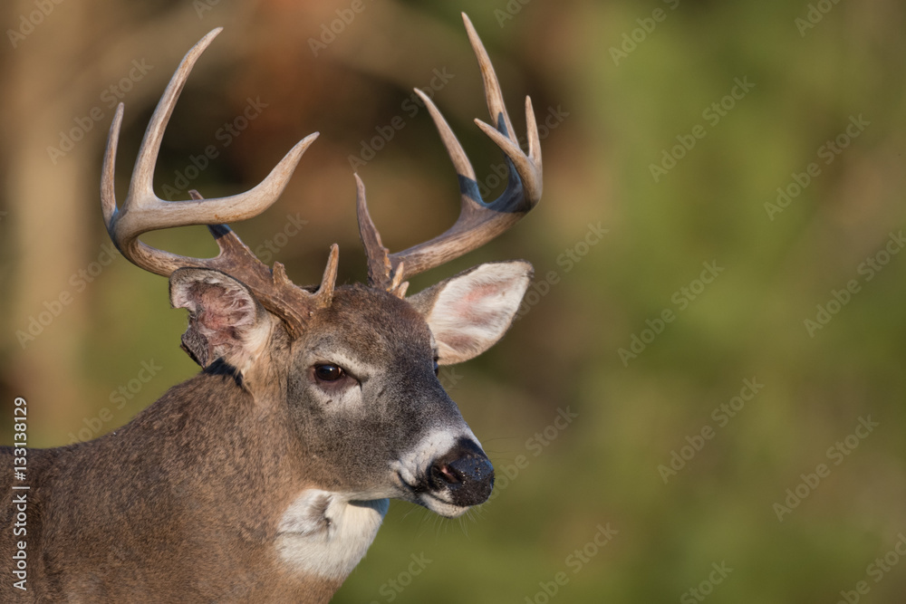 Fototapeta premium Large white-tailed deer buck in open meadow