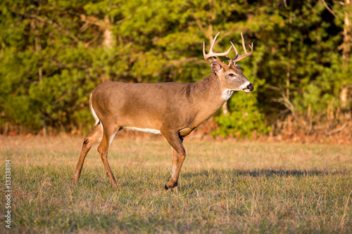 Fototapeta Naklejka Na Ścianę i Meble -  Large white-tailed deer buck in open meadow