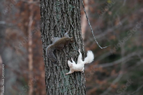 White squirrel in Olney photo