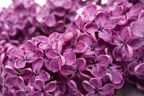 lilac flowers isolated © ksena32