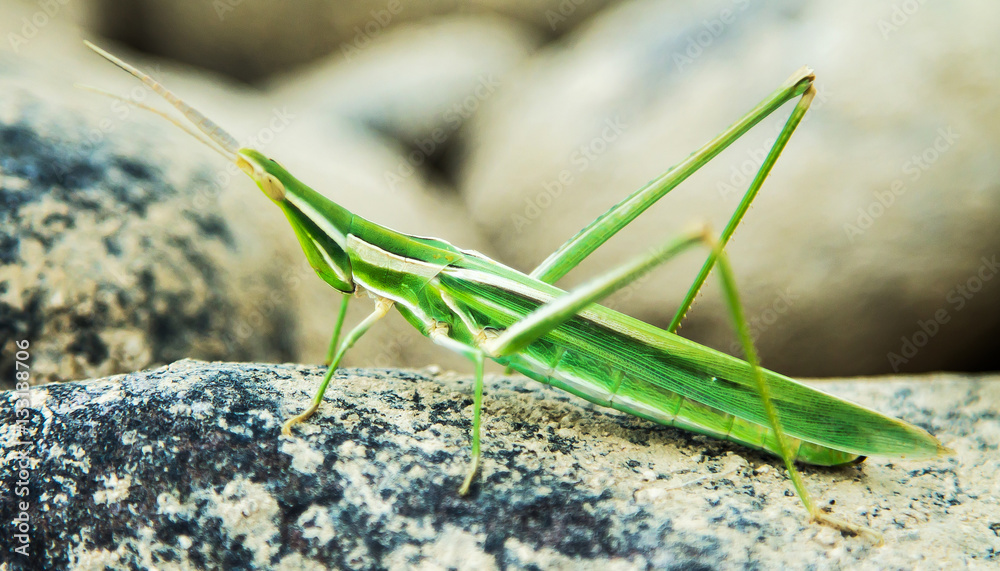 Green grasshopper in nature Green grasshopper in nature
