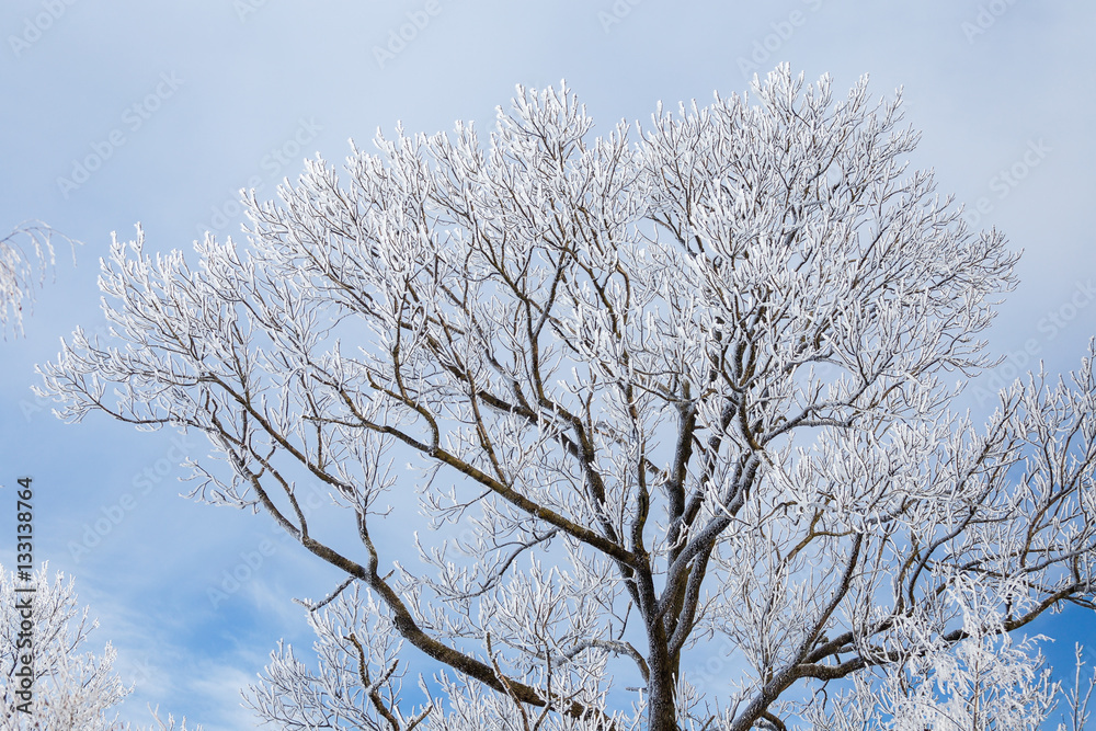 Frozen tree crown on blue sky background