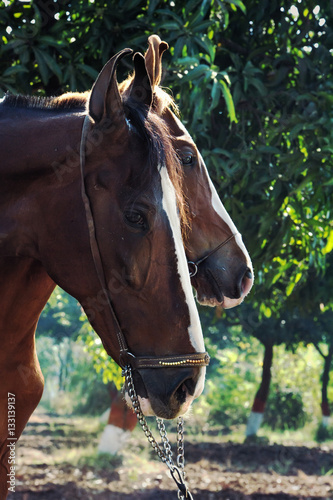 portrait of Marwari mare with her foal. India photo