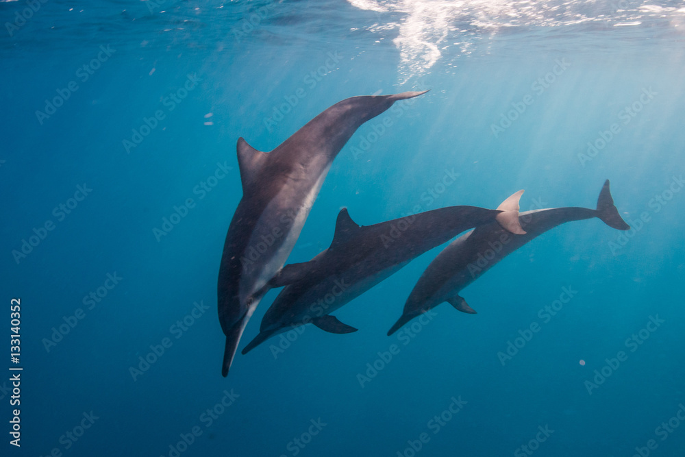 Fototapeta premium Delfini