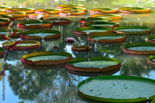 Botanical garden, Singapore