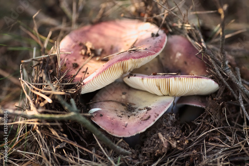 Russula xerampelina mushroom photo