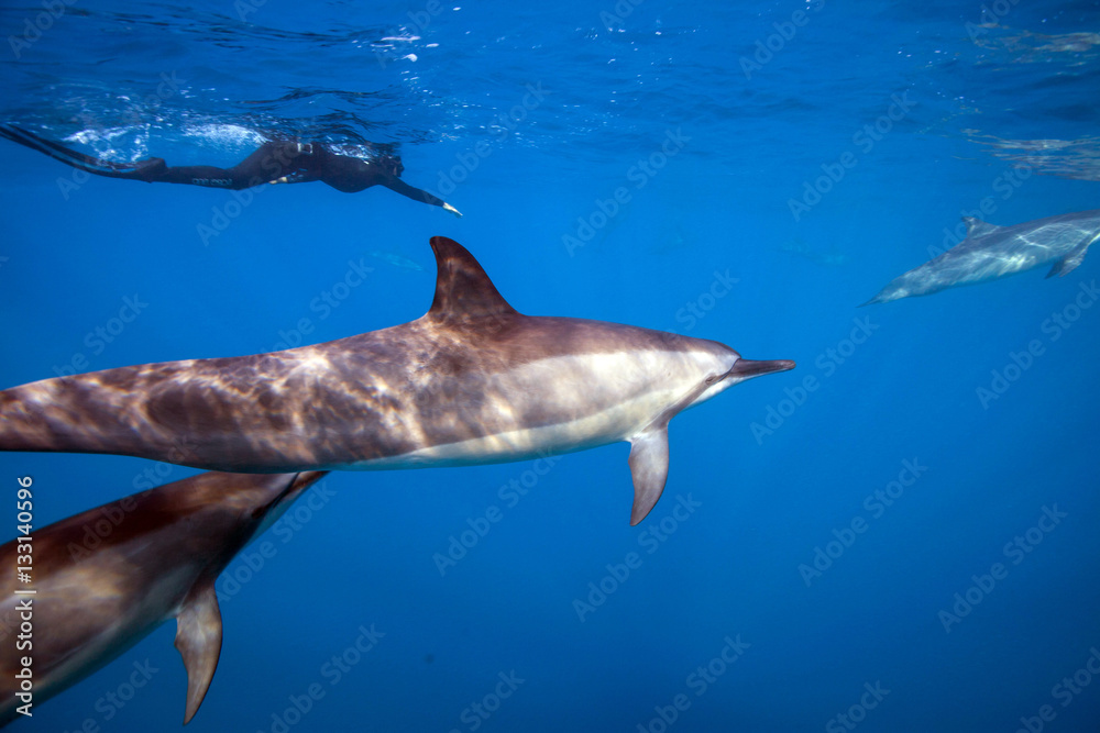 Fototapeta premium Delfini