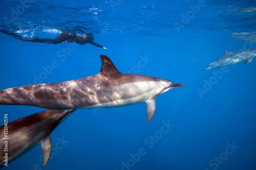 Delfini © alicefotografa