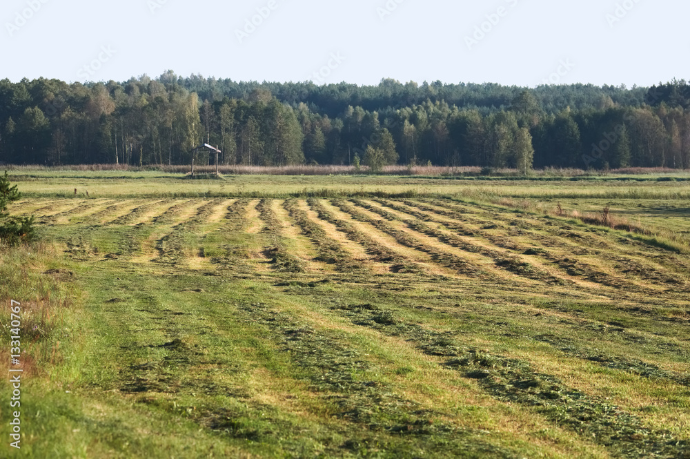 Field work haymaking rural landscape meadow