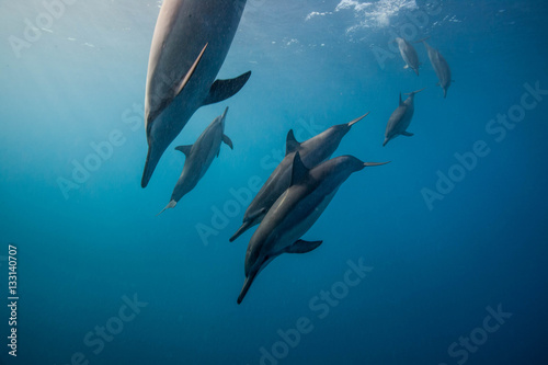 Delfini photo