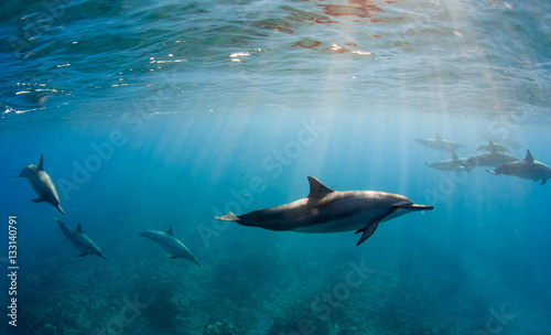 Delfini photo