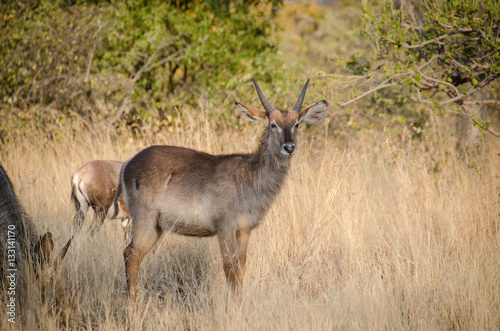 Young waterbuck in Africa