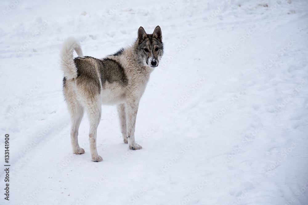 Naklejka premium Puppy in the snow