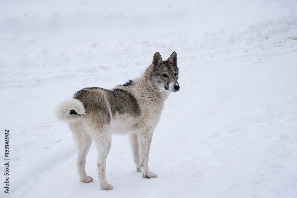 Fototapeta premium Puppy in the snow