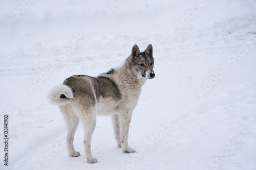 Puppy in the snow © Наталья Филимонова
