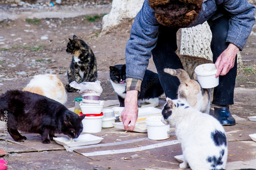 Fototapeta premium an old man feeding the stray cats